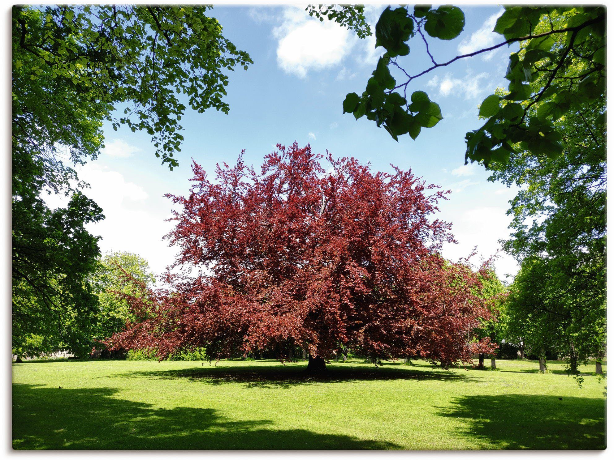 in oder St), versch. Größen Park, Blutbuche Wandaufkleber Artland Poster Leinwandbild, Baumbilder als (1 Alubild, im & Wiesen Wandbild