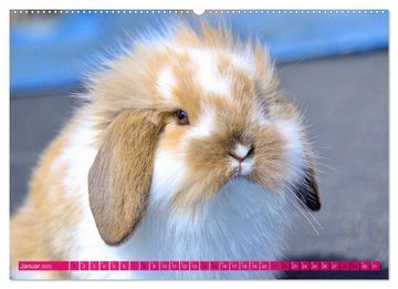 CALVENDO Wandkalender Kaninchen. Putzig, flauschig und geliebt (Premium, hochwertiger DIN A2 Wandkalender 2023, Kunstdruck in Hochglanz)