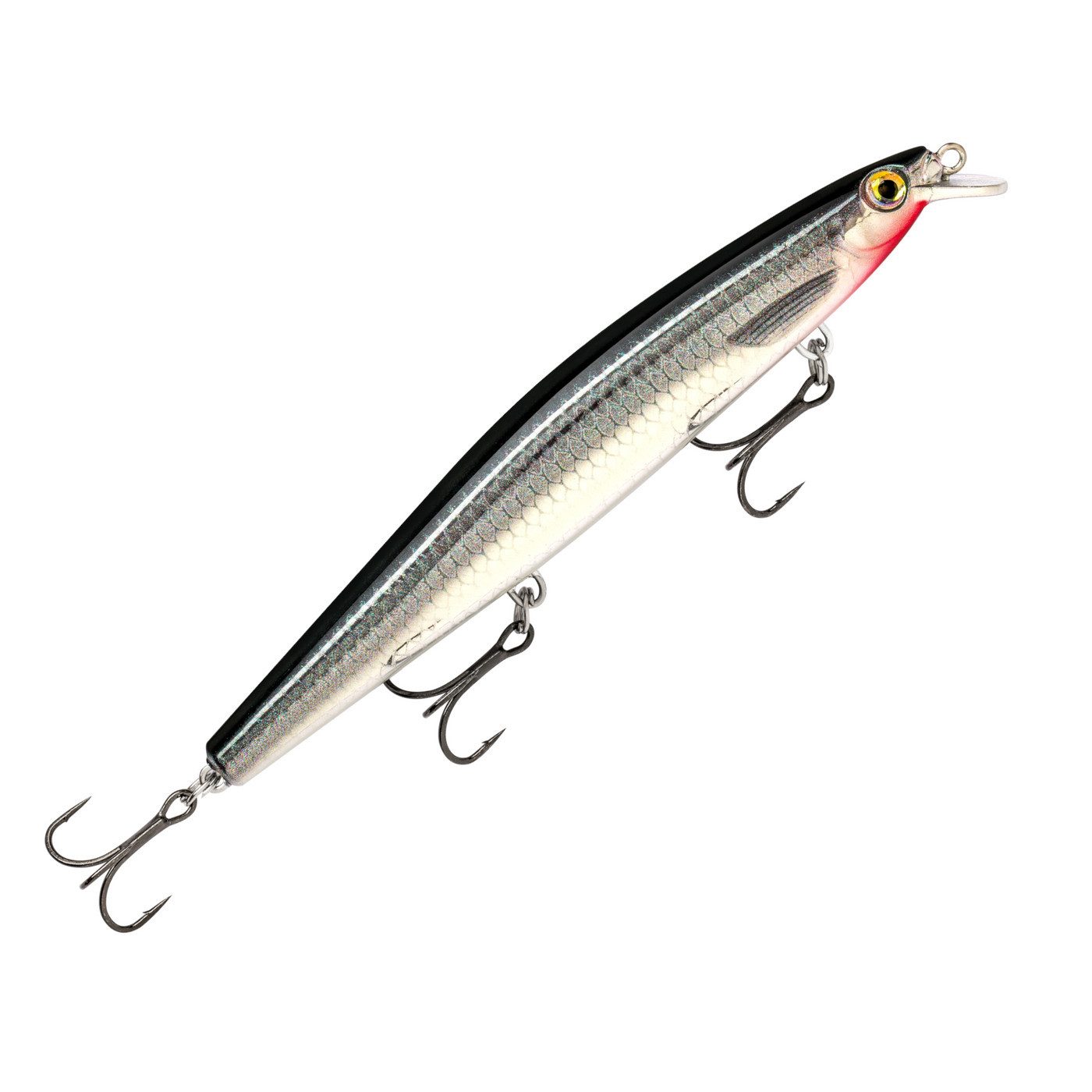 Live Baby Sea Bass