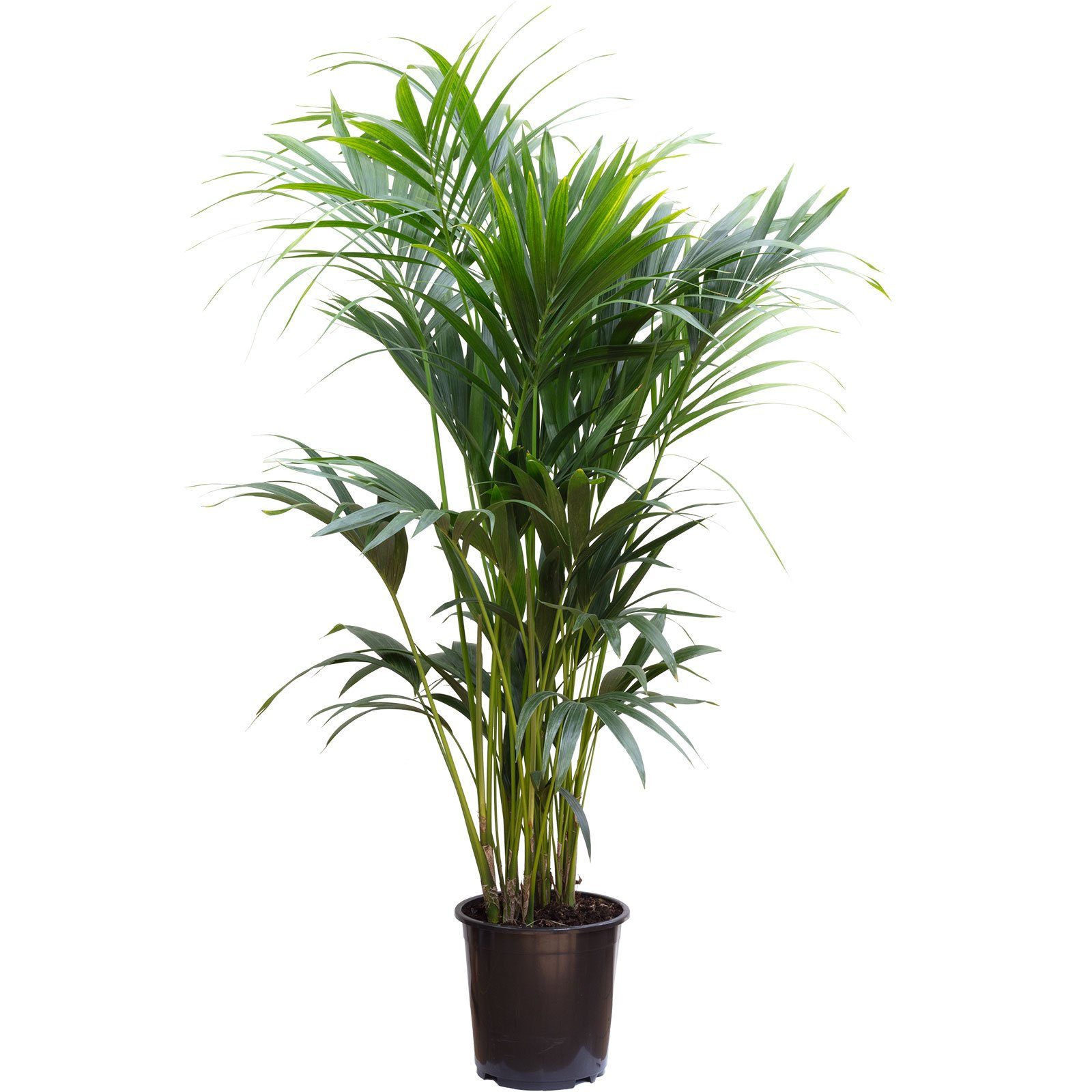 Flowerbox Zimmerpflanze Kentiapalme 10 Triebe - Howea Forsteriana, - Höhe ca. 160 cm, Topf-Ø 27 cm. € 207,79