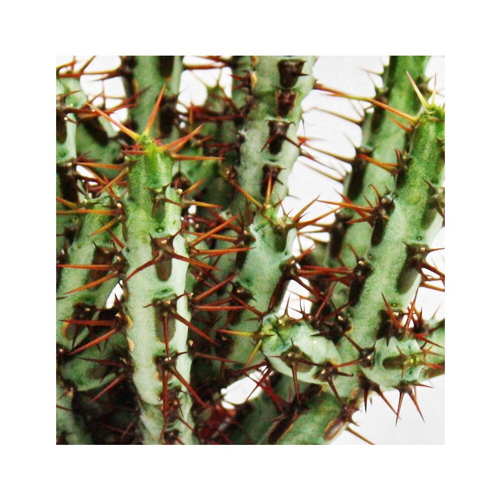 Exotenherz Zimmerpflanze Euphorbia aeruginosa - Wolfsmilch - kleine Pflanze im 5,5cm Topf
