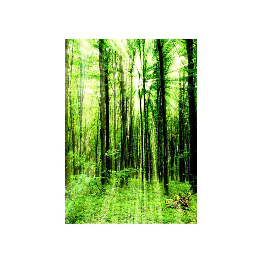 liwwing Fototapete Ruhe Bäume no. Wald liwwing Sonnenstrahlen Fototapete grün Wald 61,