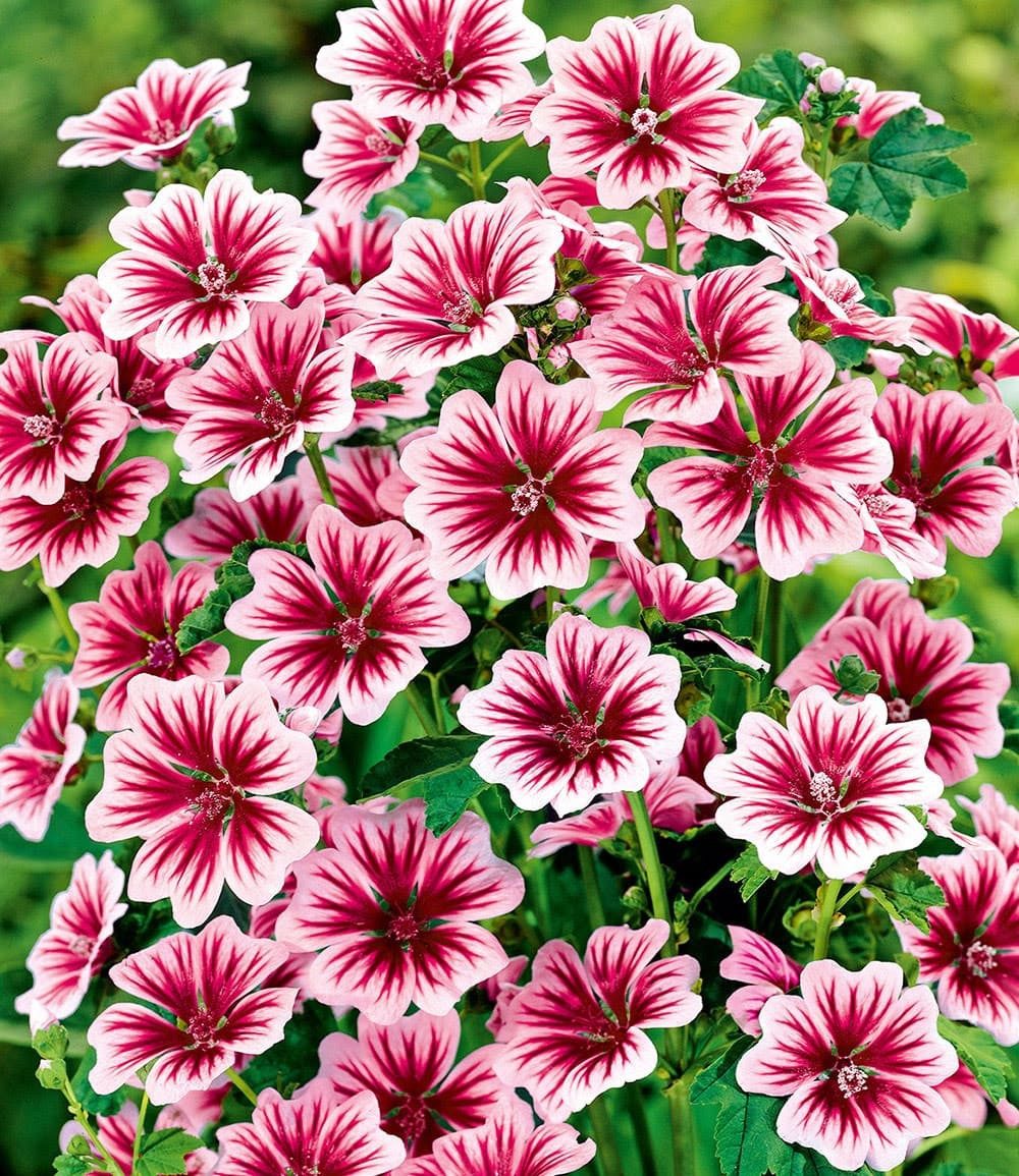 BALDUR Garten Staude Stauden-Malve 'Zebrina', 3 St., Blütenköpfe, winterhart, mehrjährig, pflegeleicht