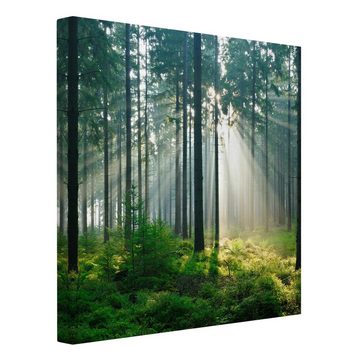 Bilderdepot24 Leinwandbild Wald Natur Modern Enlightened Forest grün Bild auf Leinwand Groß XXL, Bild auf Leinwand; Leinwanddruck in vielen Größen