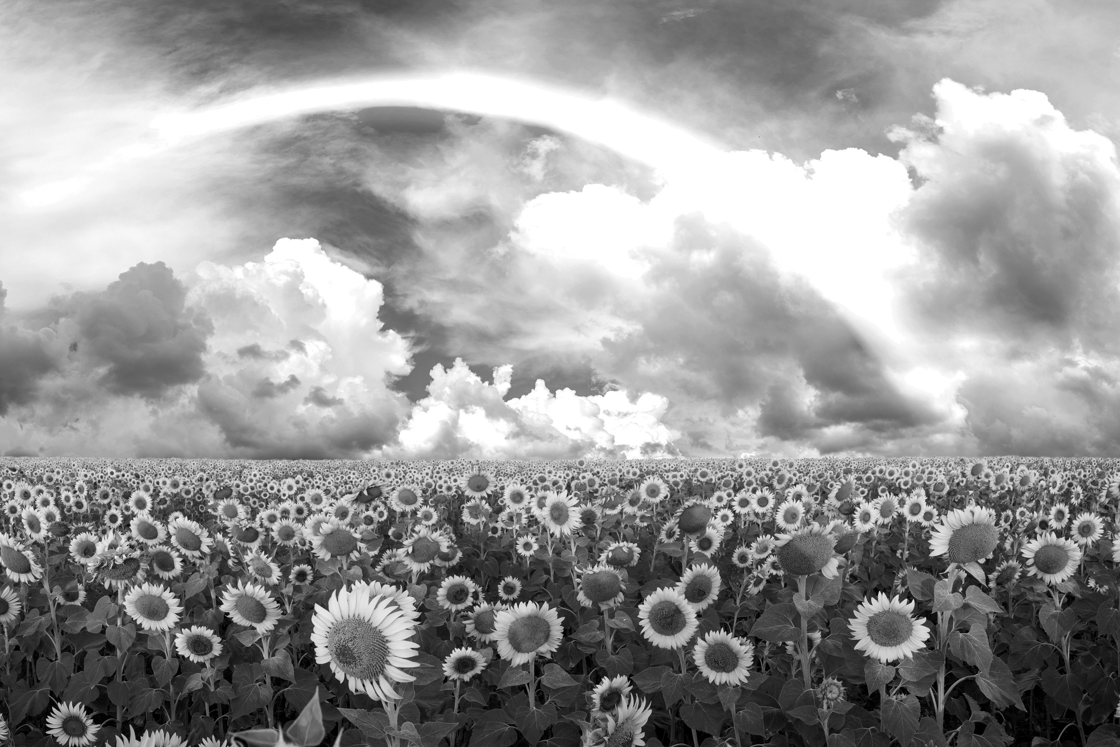 Fototapete Sonnenblumenfeld Schwarz & Weiß