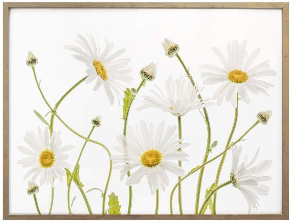 Wall-Art Poster »Ox eye Daisies«, Schriftzug (1 Stück)-HomeTrends