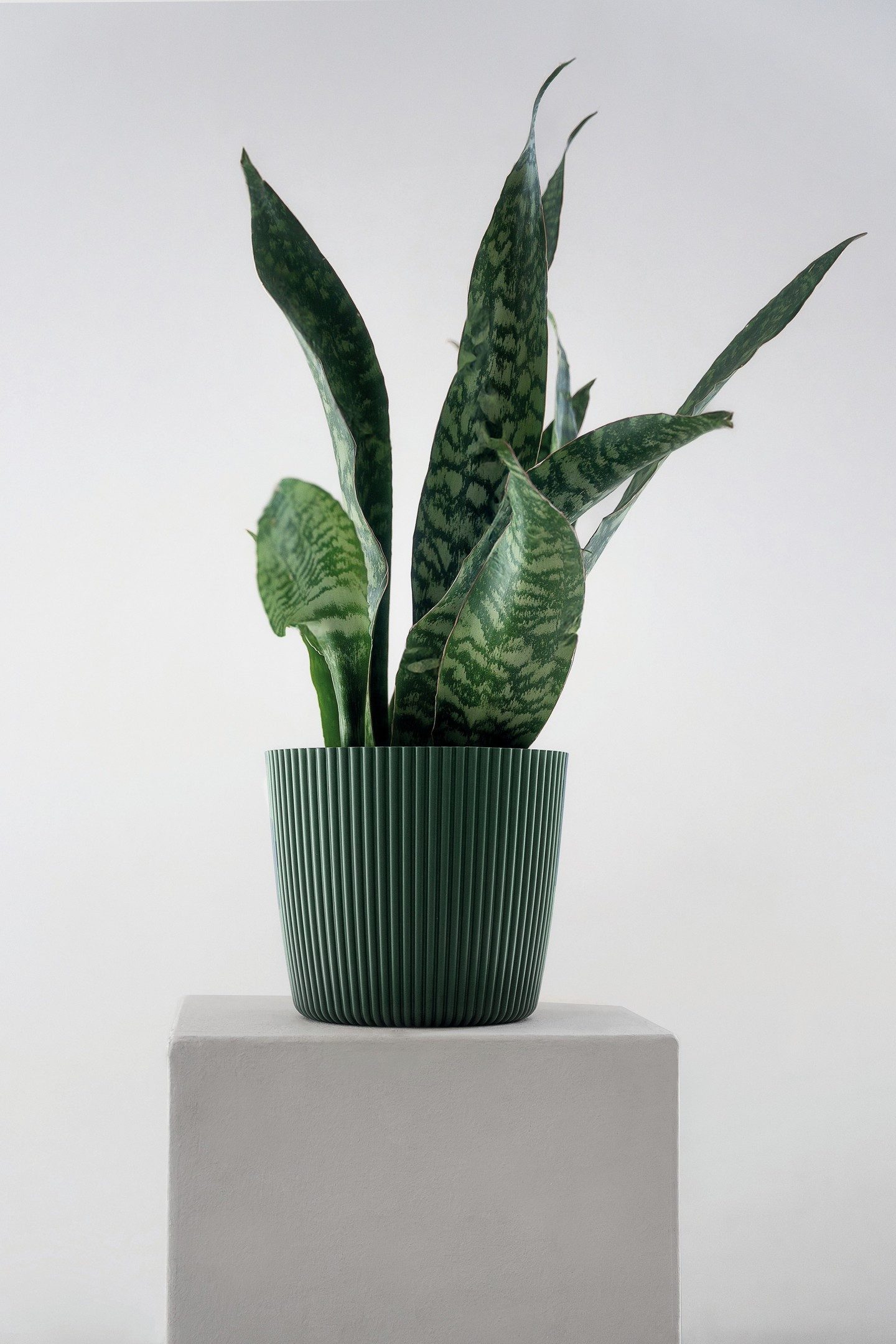 Geli Übertopf Übertopf Milly in Rillenoptik günstig online kaufen