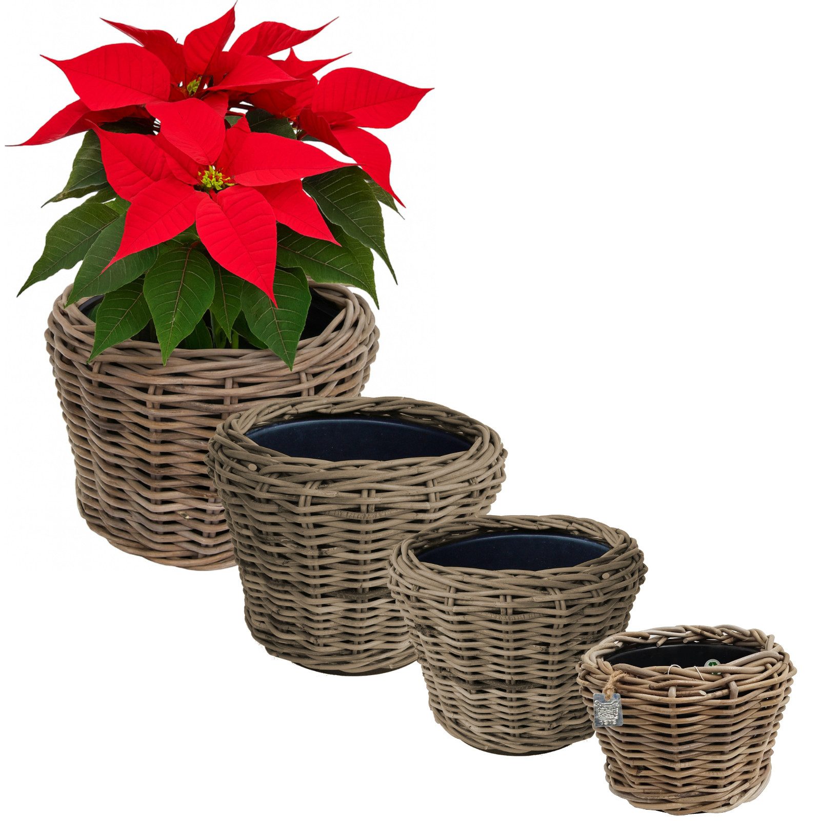 Van der Leeden Blumentopf Pflanzkorb Pflanzentreppe günstig online kaufen