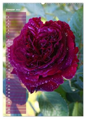 CALVENDO Wandkalender Rosen für DICH / Geburtstagskalender (Premium, hochwertiger DIN A2 Wandkalender 2023, Kunstdruck in Hochglanz)