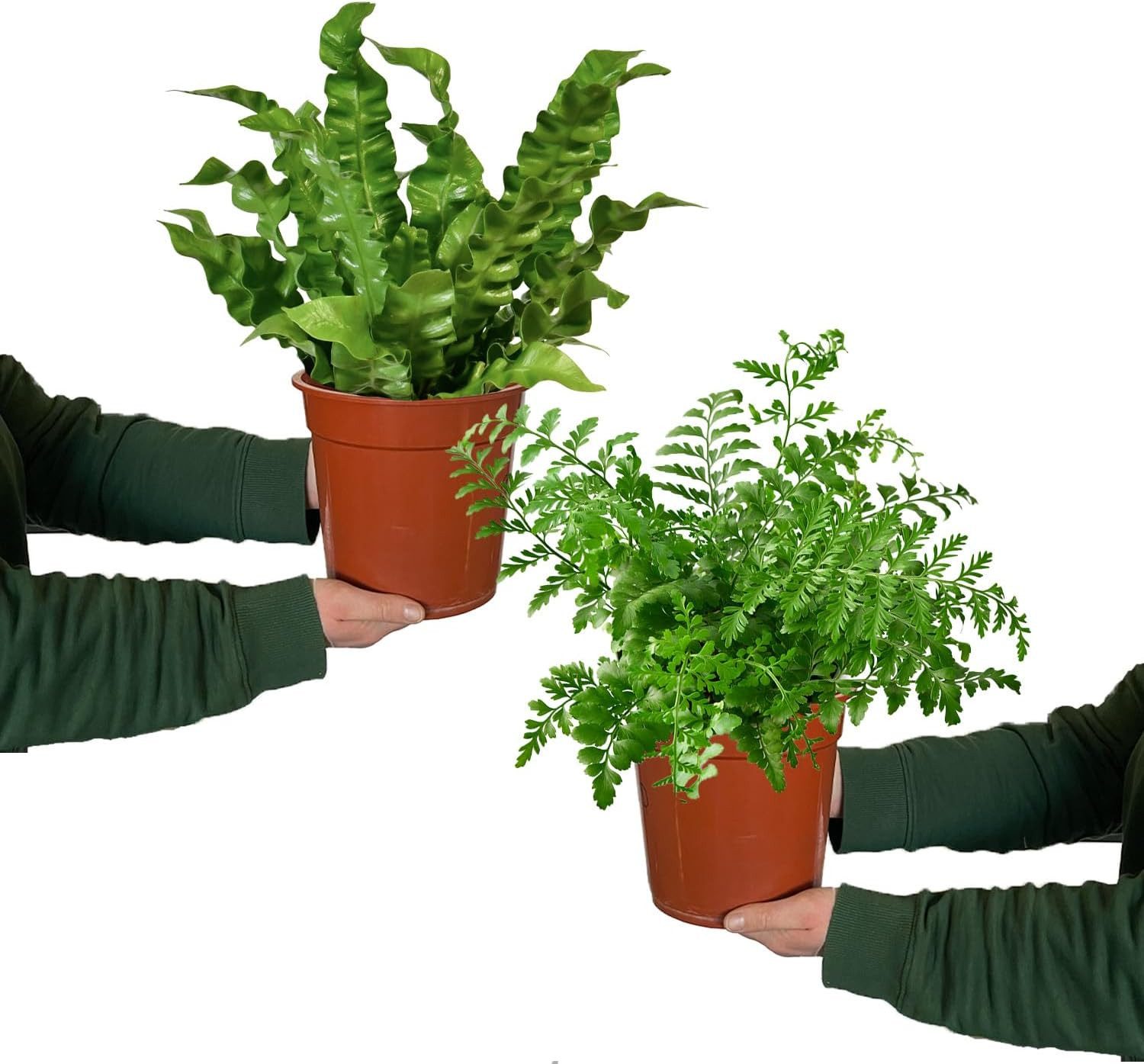 Green Me Up Zimmerpflanze Nestfarn Duo, Wächst in Erde, Pflegeleicht, Ungiftig für Tiere und Kinder