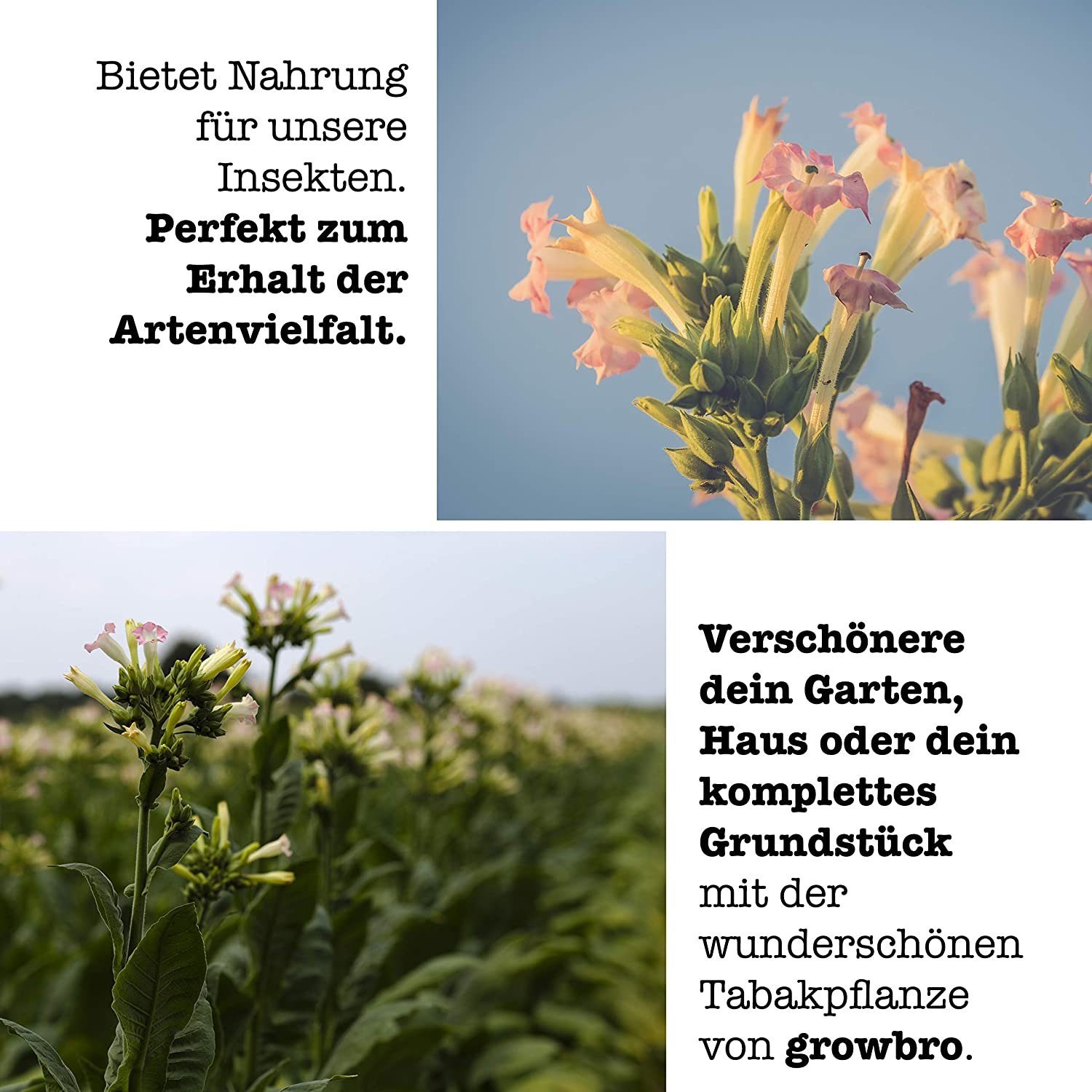 Bekannt mit BRO Tabak Pflanze Rauchtabak, - EIGENE Social ZÜCHTE Anzuchtset aus Gestecke growbro, Media Deine
