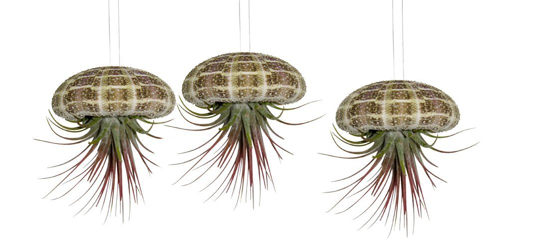 Hängedekoration 3er Set Seeigelgehäuse mit echter Tillandsia