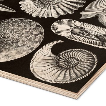 Posterlounge Holzbild Ernst Haeckel, Ammonshörner, Ammonitida (Kunstformen der Natur, 1899), Malerei