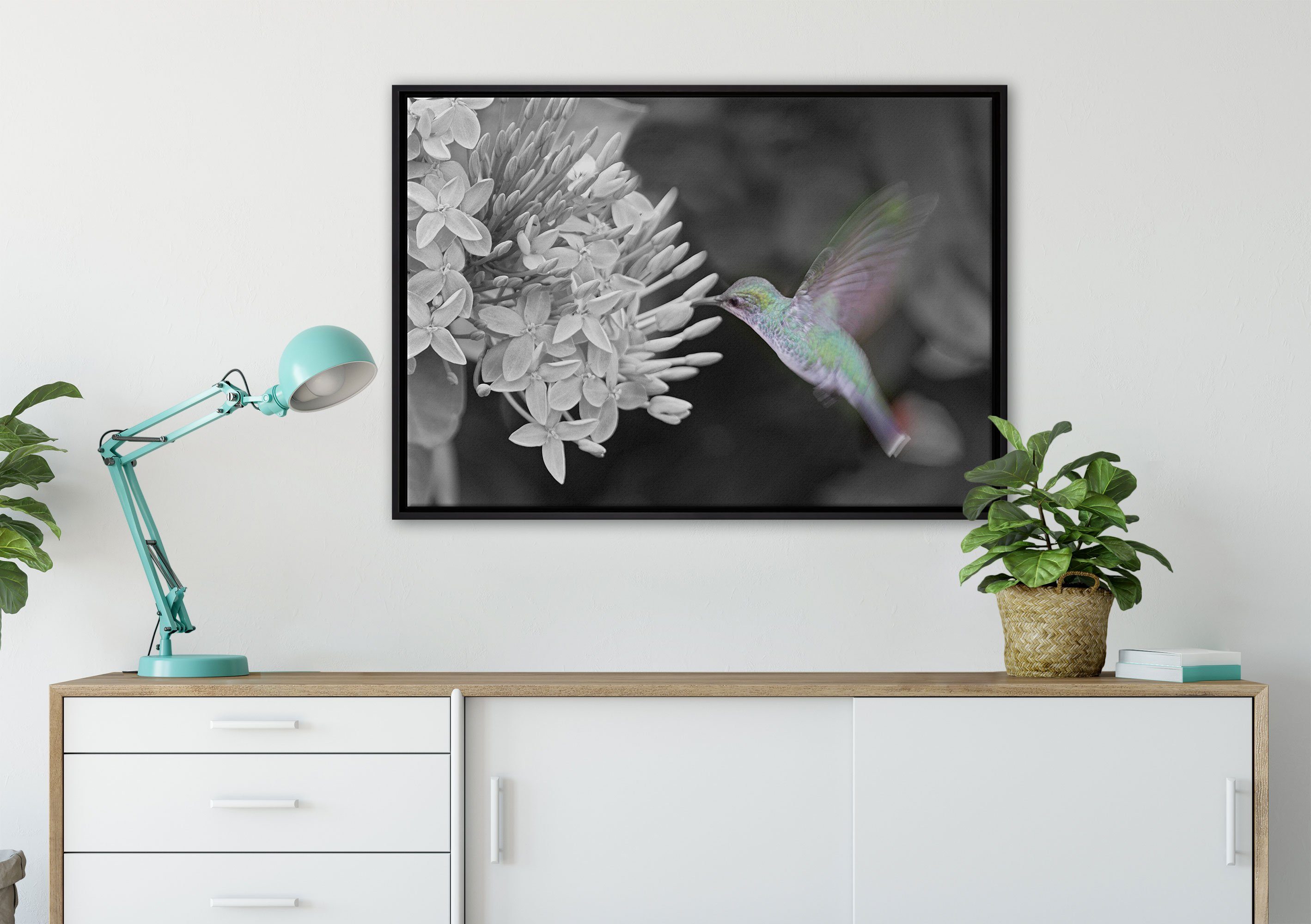 Kolibri in fertig Leinwandbild Leinwandbild gefasst, inkl. Schattenfugen-Bilderrahmen Zackenaufhänger bespannt, Blüte, Wanddekoration an Pixxprint (1 St), einem
