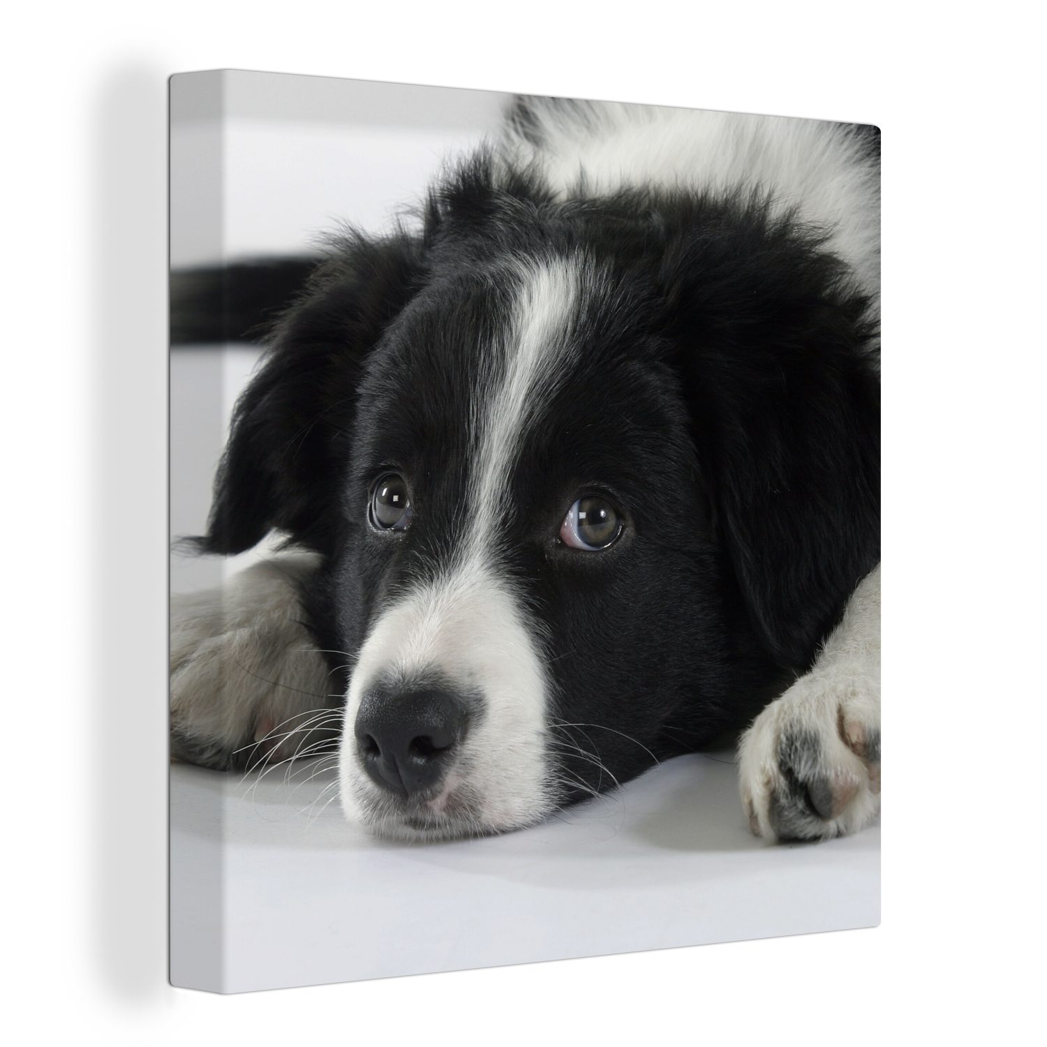 OneMillionCanvasses® Leinwandbild Ein Border Collie liegt auf dem Boden, (1 St), Leinwand Bilder für Wohnzimmer Schlafzimmer