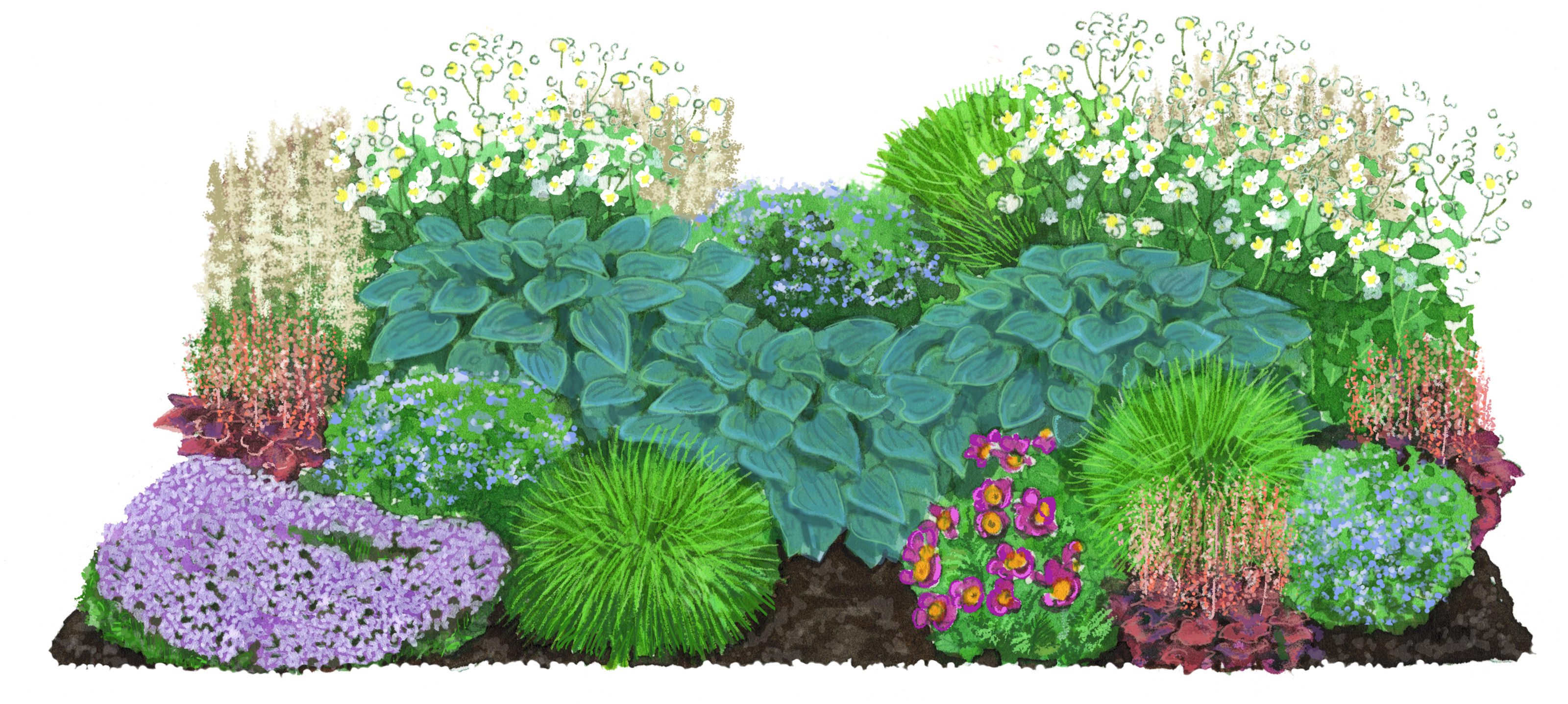 Dehner Staude Bio Stauden-Set für Halbschatten-Beete, je 10 cm exkl. Pflanztopf, je 3x 8 verschiedene Gartenstauden, insgesamt 24 mehrjährige Pflanzen