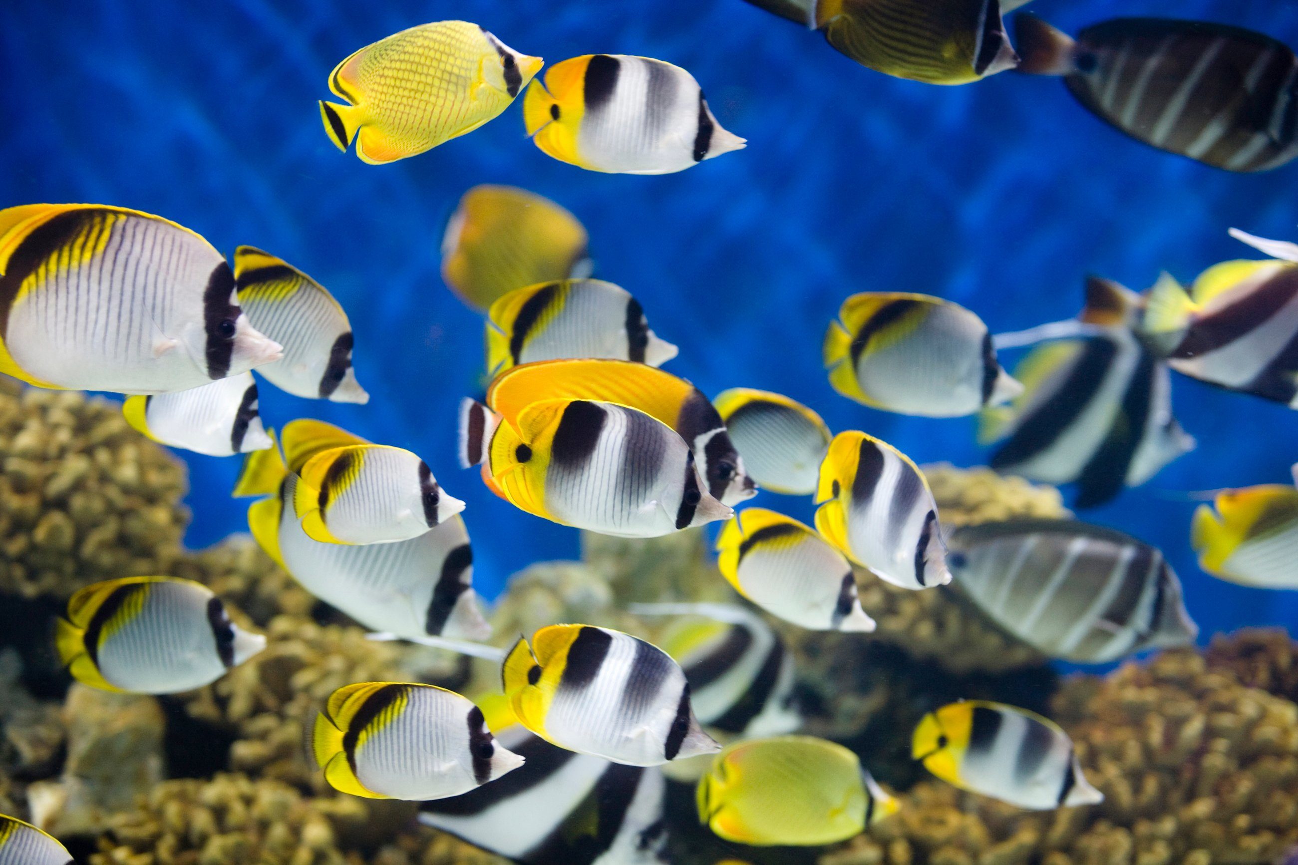 Fototapete UNTERWASSER-WELT-FISCHE KORALLE SEE MEER TIERE OZEAN