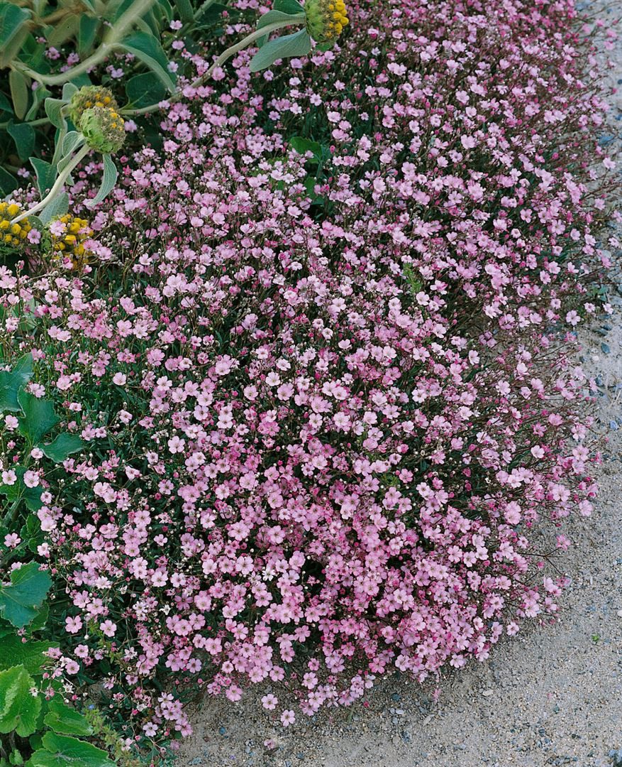 Pflanzen für Dich Staude Gypsophila rep. Rosa Schönheit, 1 St., Teppich-Schleierkraut, Kriechendes Schleierkraut