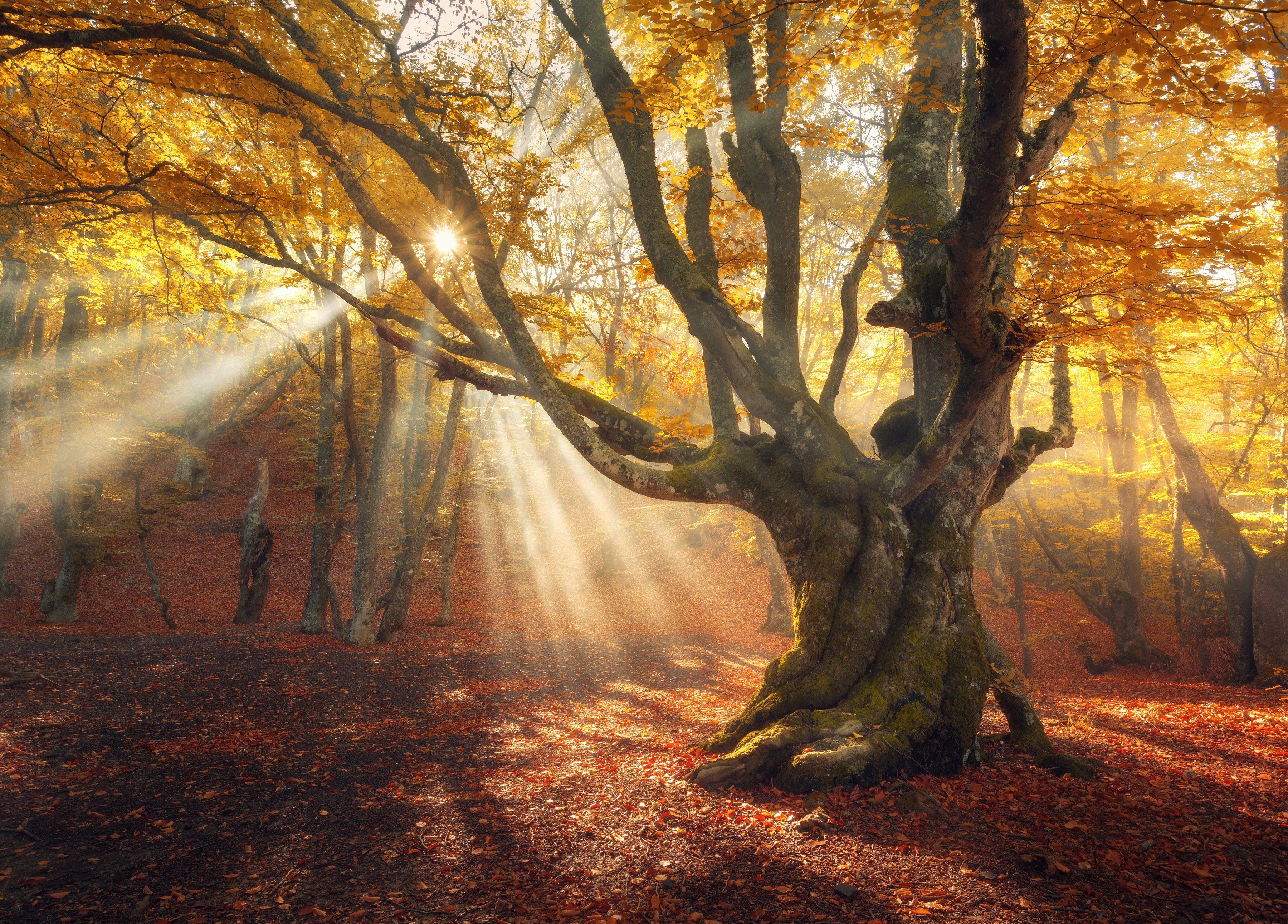 Papermoon Fototapete Magical Old Trees Autumn Forest, glatt