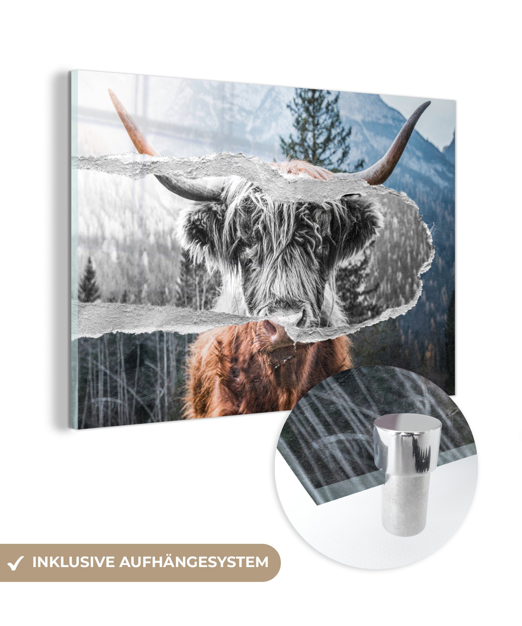 MuchoWow Acrylglasbild Schottischer Highlander - Kuh - Schwarz - Weiß, (1 St), Glasbilder - Bilder auf Glas Wandbild - Foto auf Glas - Wanddekoration