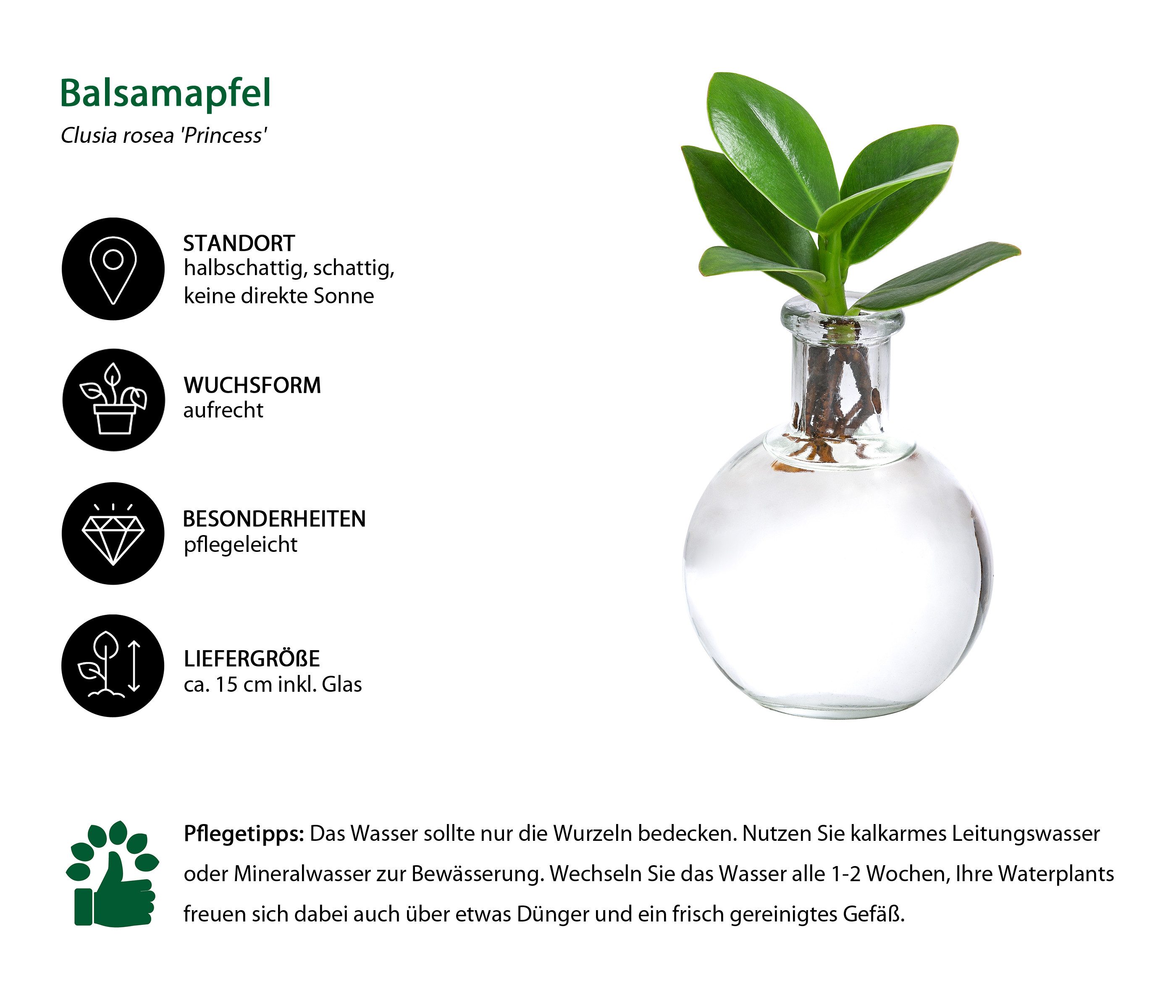 Dehner Zimmerpflanze Waterplant Balsamapfel Princess, Clusia rosea, Ø 7 cm, günstig online kaufen