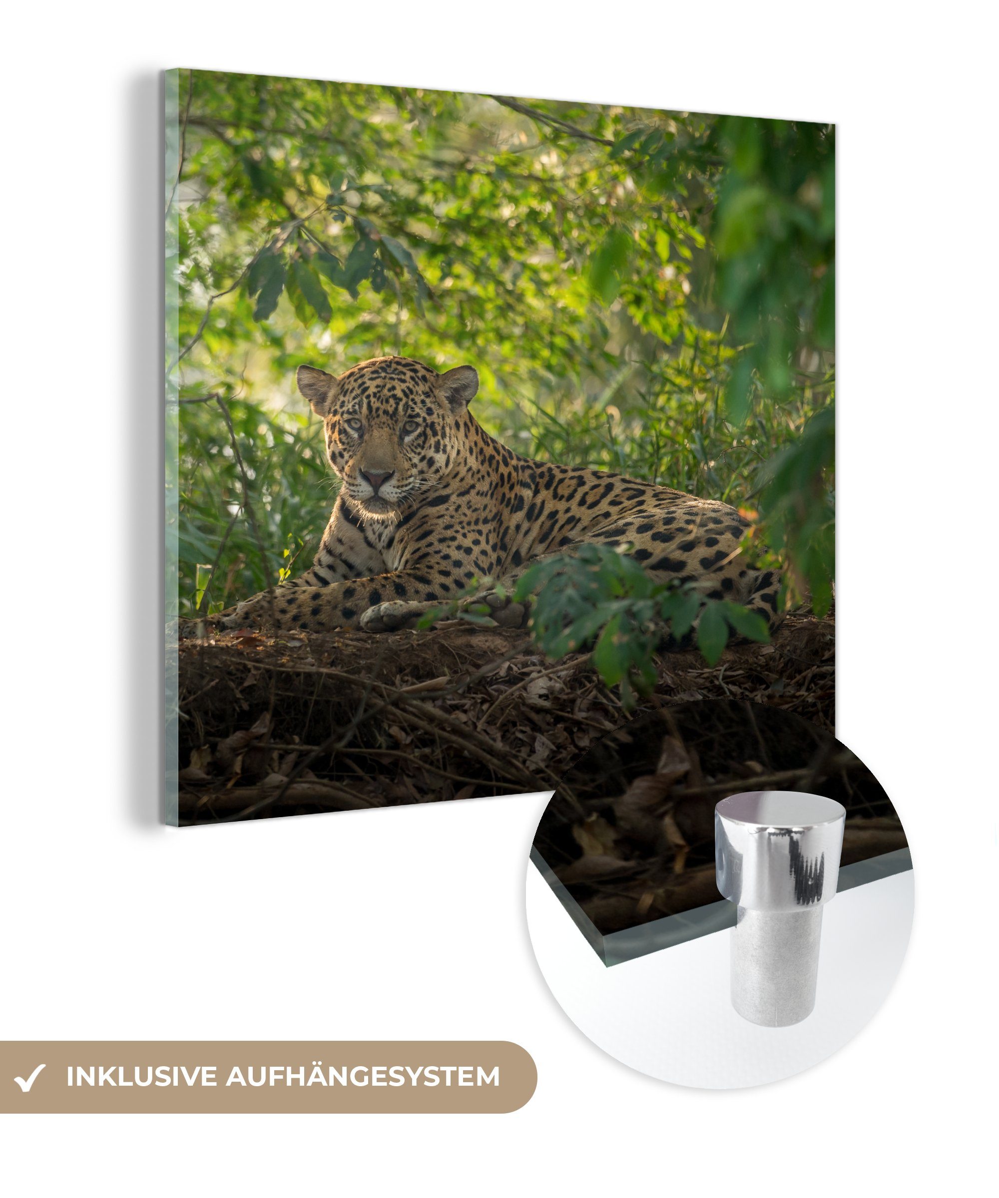 MuchoWow Acrylglasbild Jaguar im Dschungel, (1 St), Glasbilder - Bilder auf Glas Wandbild - Foto auf Glas - Wanddekoration