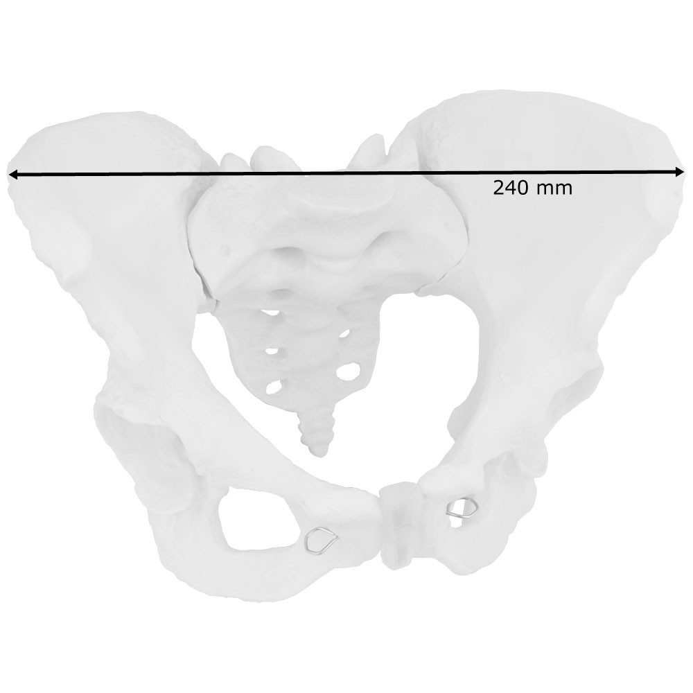 MedMod Dekoobjekt Anatomie Modell weiblicher Beckenboden Lebensgroßes weibliches Becken