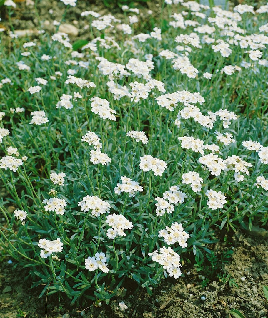 Pflanzen für Dich Staude Achillea ageratifolia, 1 St., Balkan-Schafgarbe