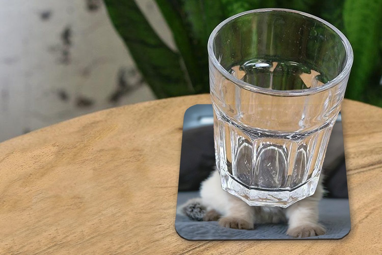 Tasse Katze Tischuntersetzer, Tier, Zubehör Kätzchen MuchoWow Glasuntersetzer Korkuntersetzer, - Untersetzer, 6-tlg., für - Glasuntersetzer, Gläser,