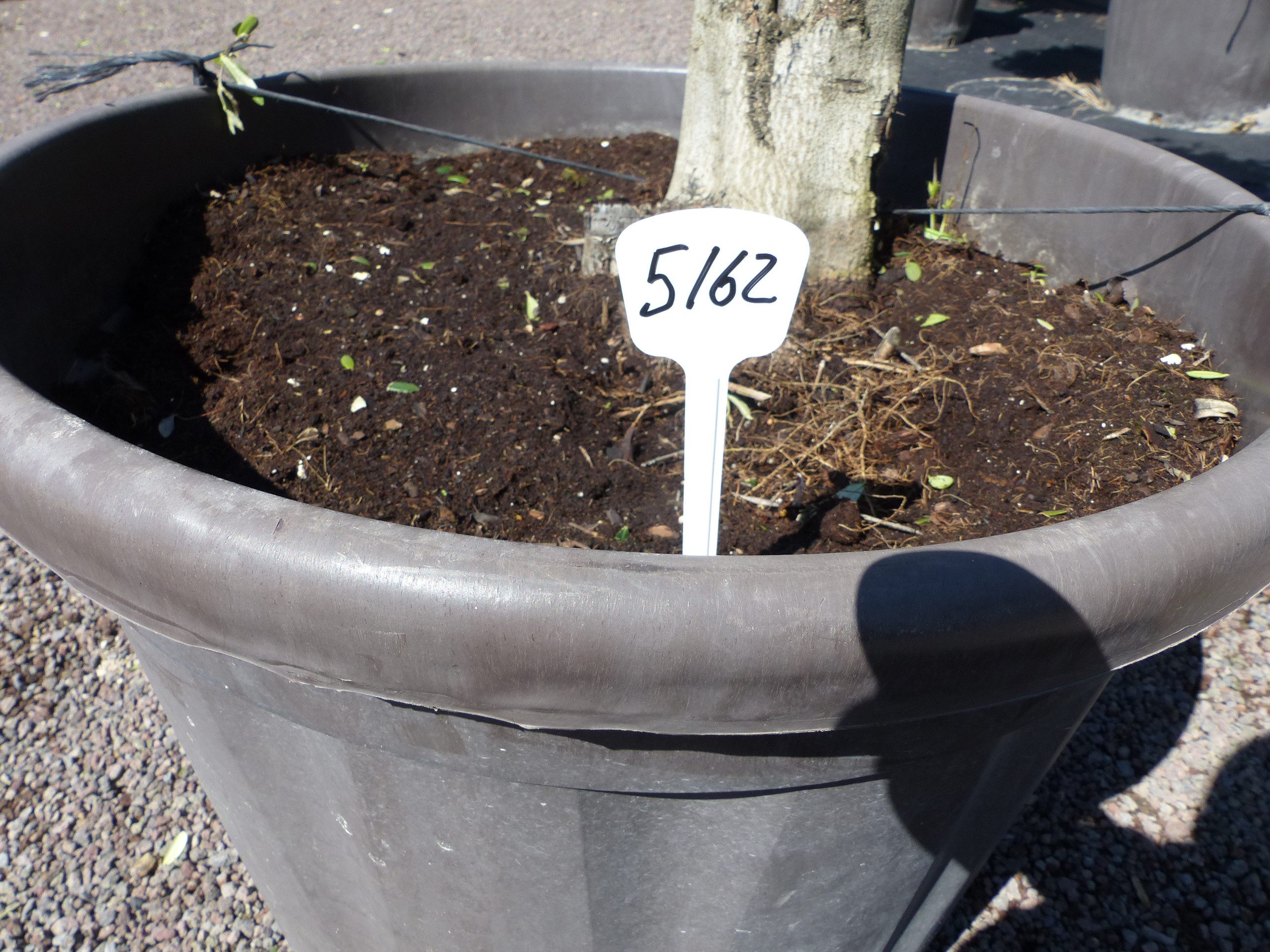 gruenwaren jakubik Olivenbaum Olivenbaum 4 Pon Pon Bonsai Formgehölz Gartenbonsai Olea europaea