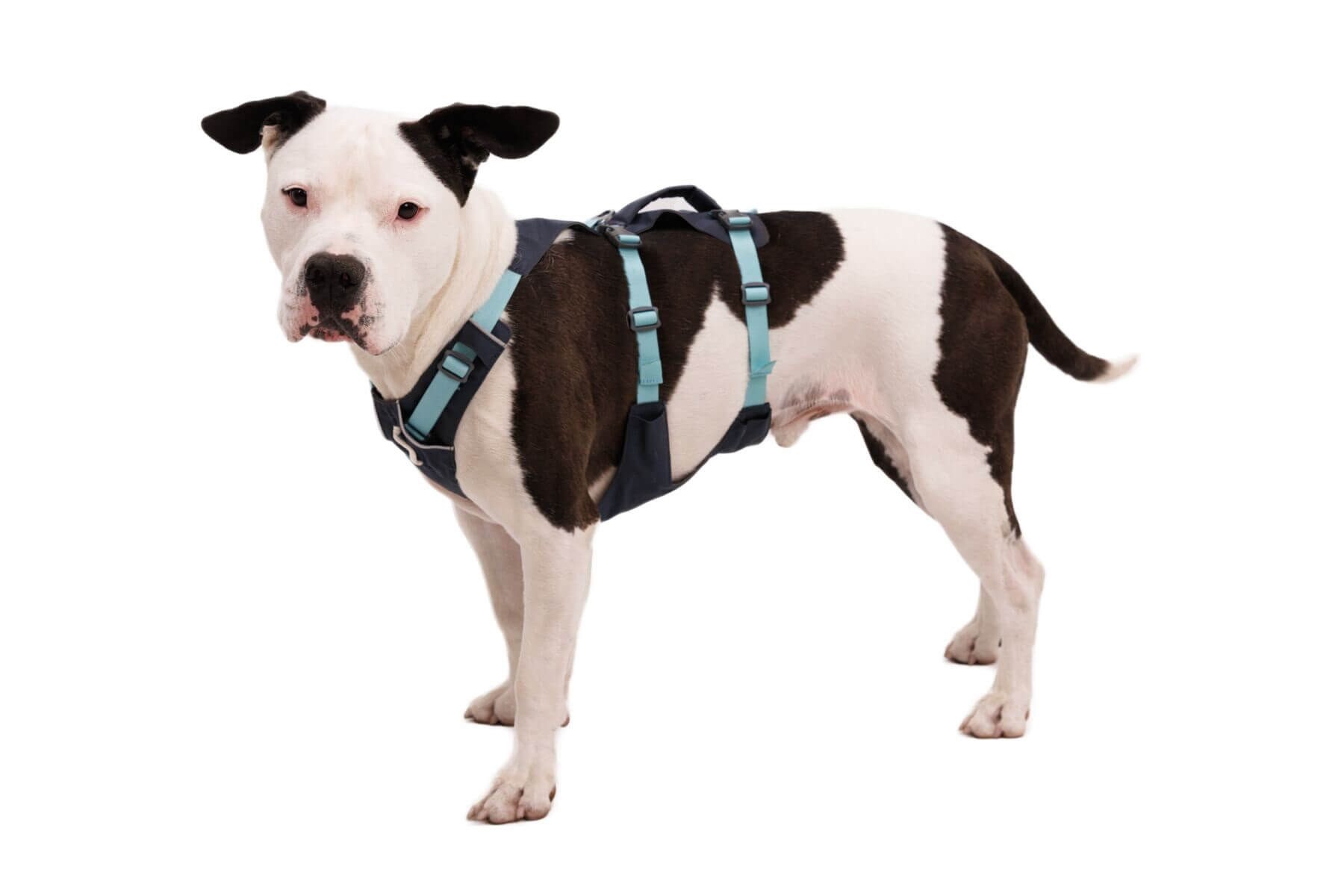 Ruffwear Hunde-Geschirr Flagline Harness günstig online kaufen