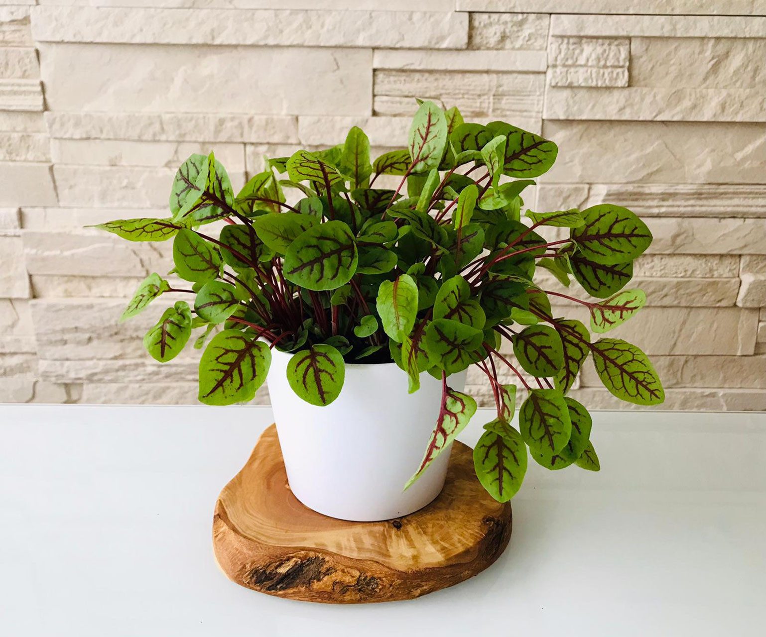 Olivenholz-erleben Kräuterbeet 1er Kräuterstation auf Olivenholz-Sockel mit weißen Keramikübertöpfen (Set, 1 St), Edler Platz für frische Küchenkräuter – naturbelassen & dekorativ