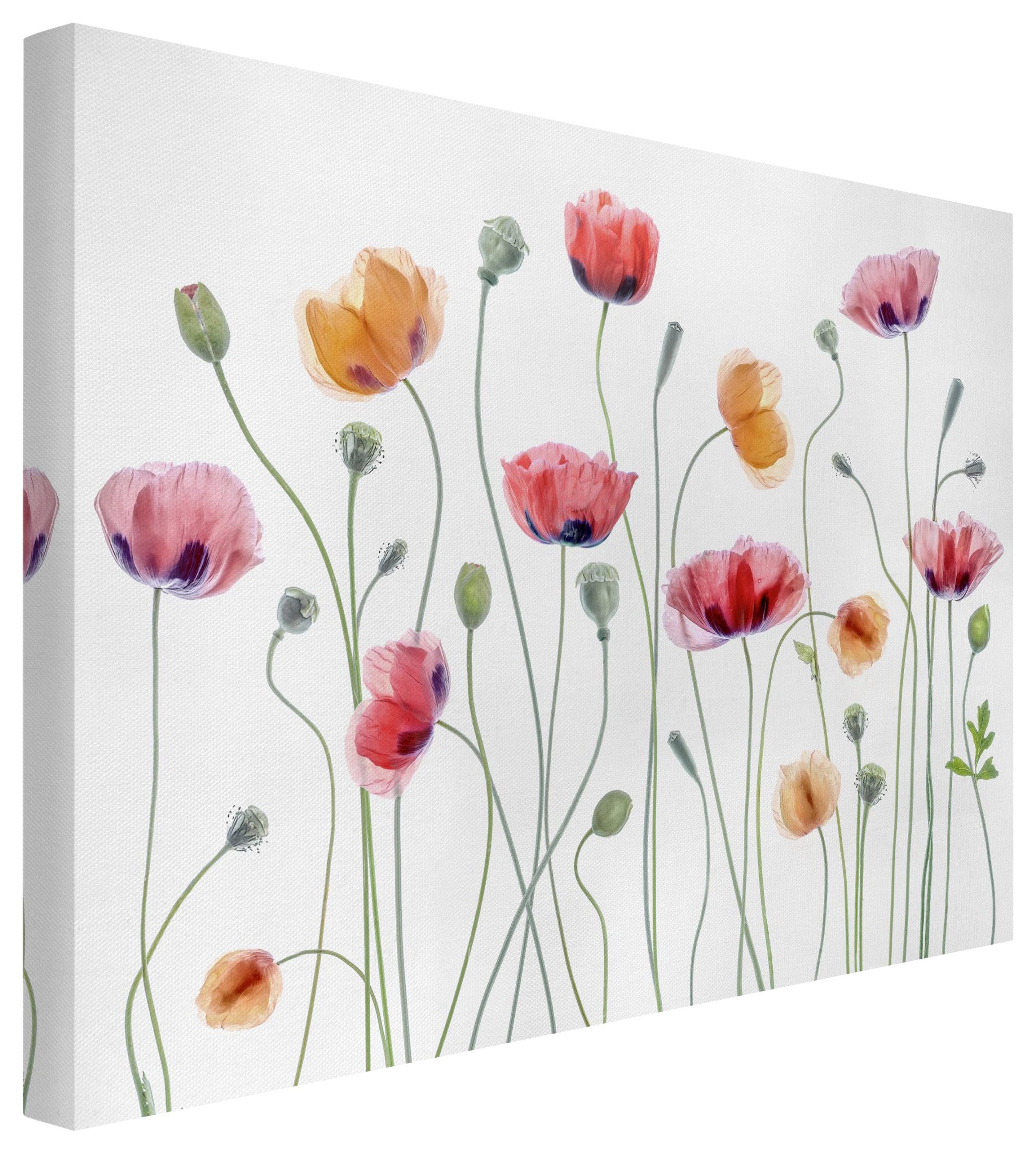 Bilderdepot24 Leinwandbild Blume Natur Modern Klatschmohn weiss Bild auf Leinwand Groß XXL, Wohnzimmer Schlafzimmer Küche Flur Wandbild Kunstdruck Wanddeko Druck