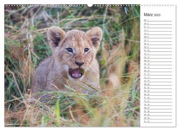 CALVENDO Wandkalender Emotionale Momente: Löwenleben (Premium, hochwertiger DIN A2 Wandkalender 2023, Kunstdruck in Hochglanz)