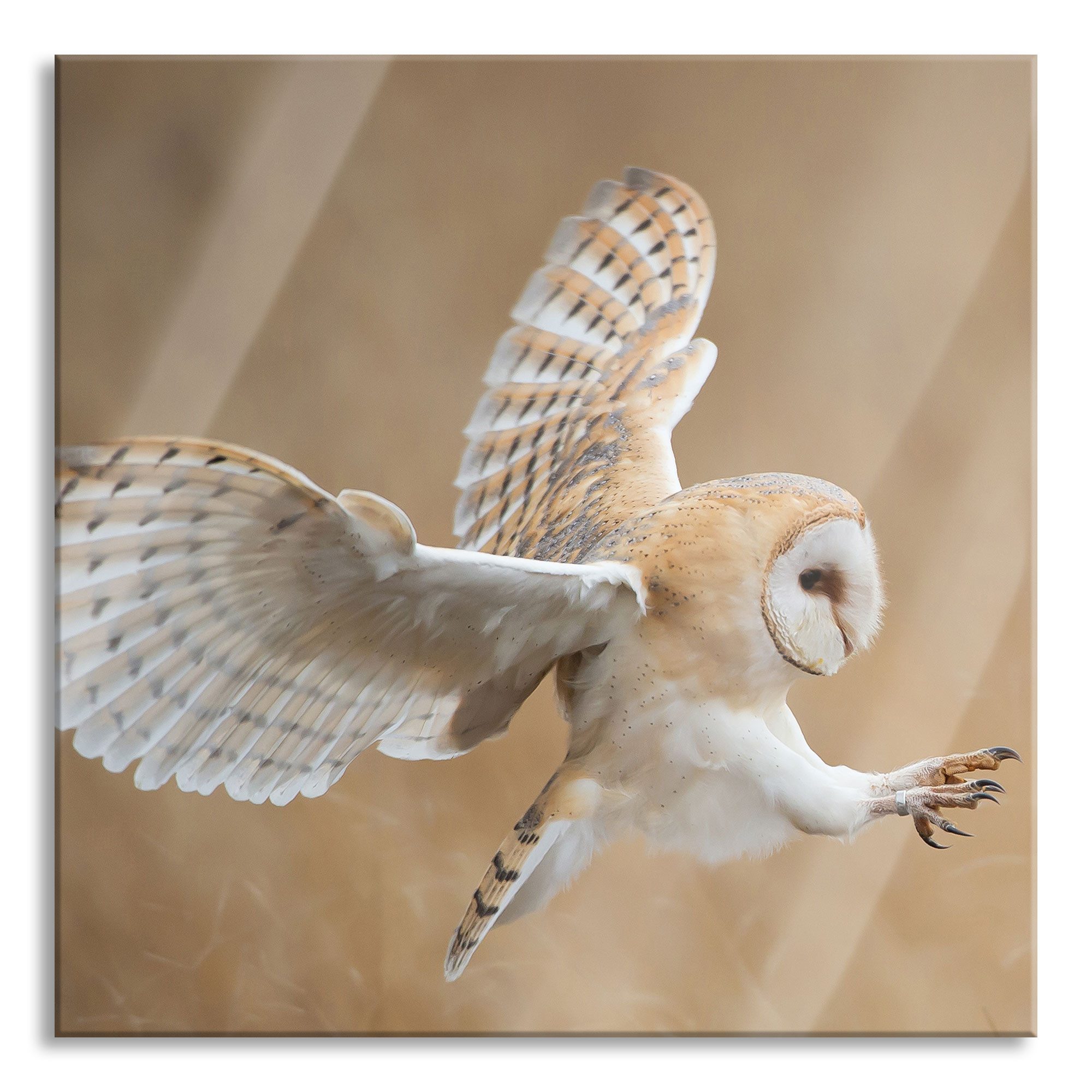 Pixxprint Glasbild Fliegende Weiße Eule bei der Jagd, Fliegende Weiße Eule bei der Jagd (1 St), Glasbild aus Echtglas, inkl. Aufhängungen und Abstandshalter