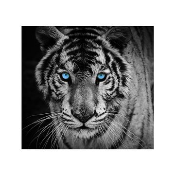 liwwing Fototapete Fototapete Tiger Gesicht Auge blau schwarz-weiß liwwing no. 426, Tiere