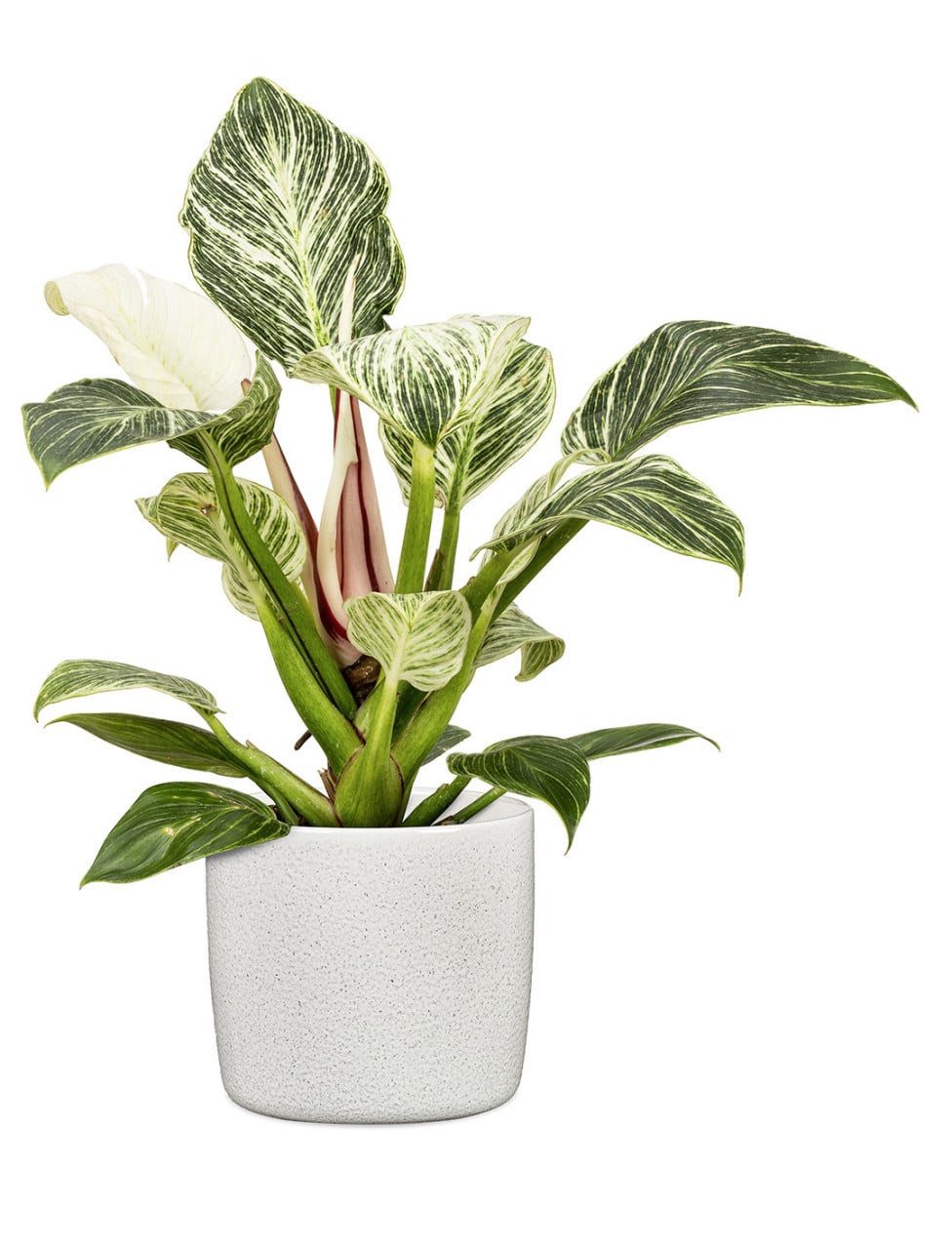 Scheurich Blumentopf Scheurich Übertopf Solid Ø 17,6 x 16 cm perla weiß