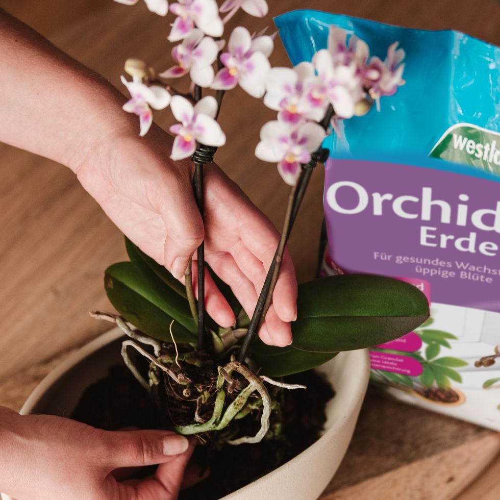 Westland Spezialerde Westland Orchideen Erde 4 l – Bild 2 von 4