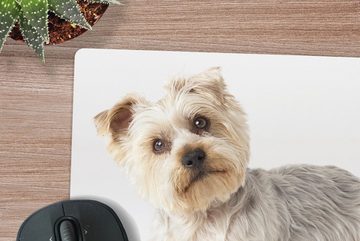 MuchoWow Gaming Mauspad Yorkshire Terrier schaut in die Kamera (1-St), Mousepad mit Rutschfester Unterseite, Gaming, 40x40 cm, XXL, Großes