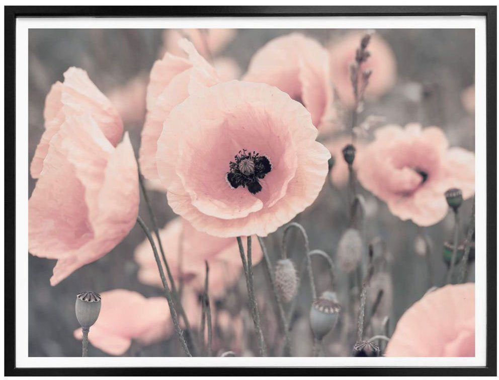 St) (1 Mohnblume, Blumen Rosa Wall-Art Poster