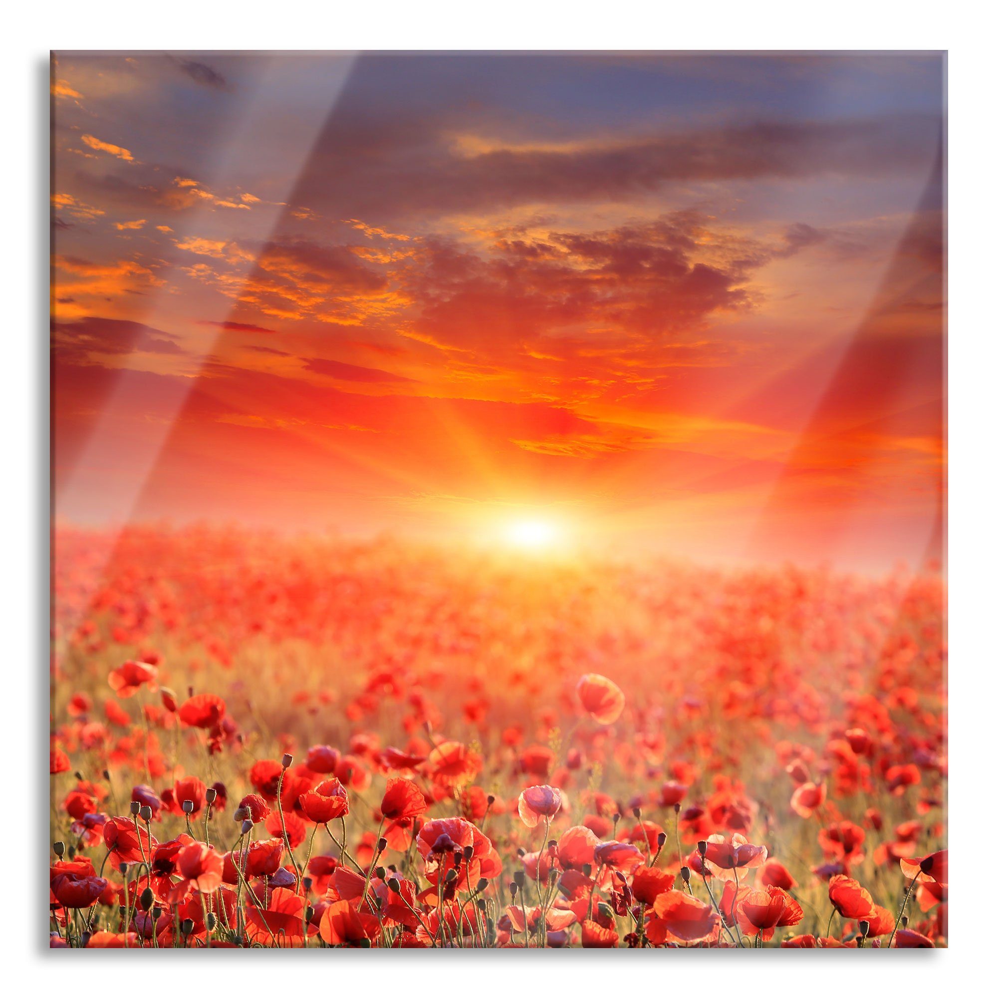 Pixxprint Glasbild Glasbild bei St), Abstandshalter (1 Mohnblütenfeld Mohnblütenfeld inkl. Sonnenuntergang Sonnenuntergang, bei und Echtglas, aus Aufhängungen