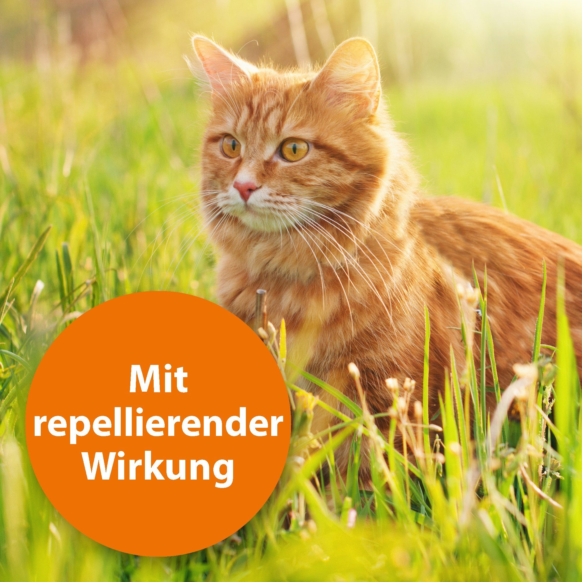 Ardap Insektenspray Ardap Spot-On für Katzen günstig online kaufen
