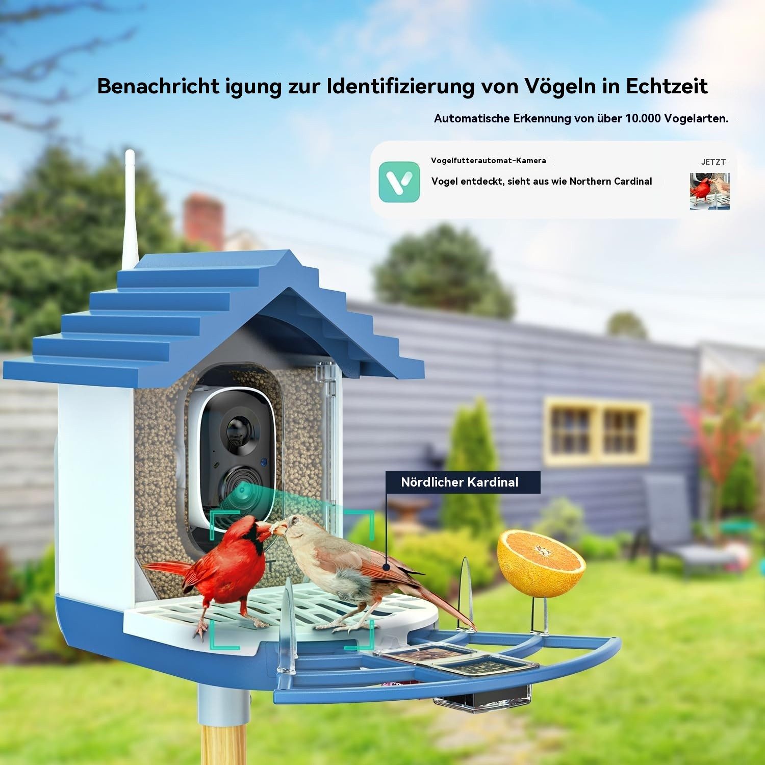 ieGeek Überwachungskamera Vogelhaus WLAN-Vogelhaus mit Kamera, KI-Vogelerkennung & Solarpanel (Garten, Balkon, Hof, Park, Naturschutzgebiet, Echtzeitbeobachtung des Nestbaus und der Brut von Vögeln, Infrarot-Nachtsicht, PIR-Bewegungserkennung, iOS/Android-kompatibel, 4MP-Kamera, ideal für Vogelbegeisterte, 10.000+-Vogelarten-erkenntnis, KI-Vogelerkennung, 5000-mAh-Akku, 2L-Futtercontainer, Eichhörnchenfestes Design, 170°-Diagonalsichtwinkel, Solarpanel)