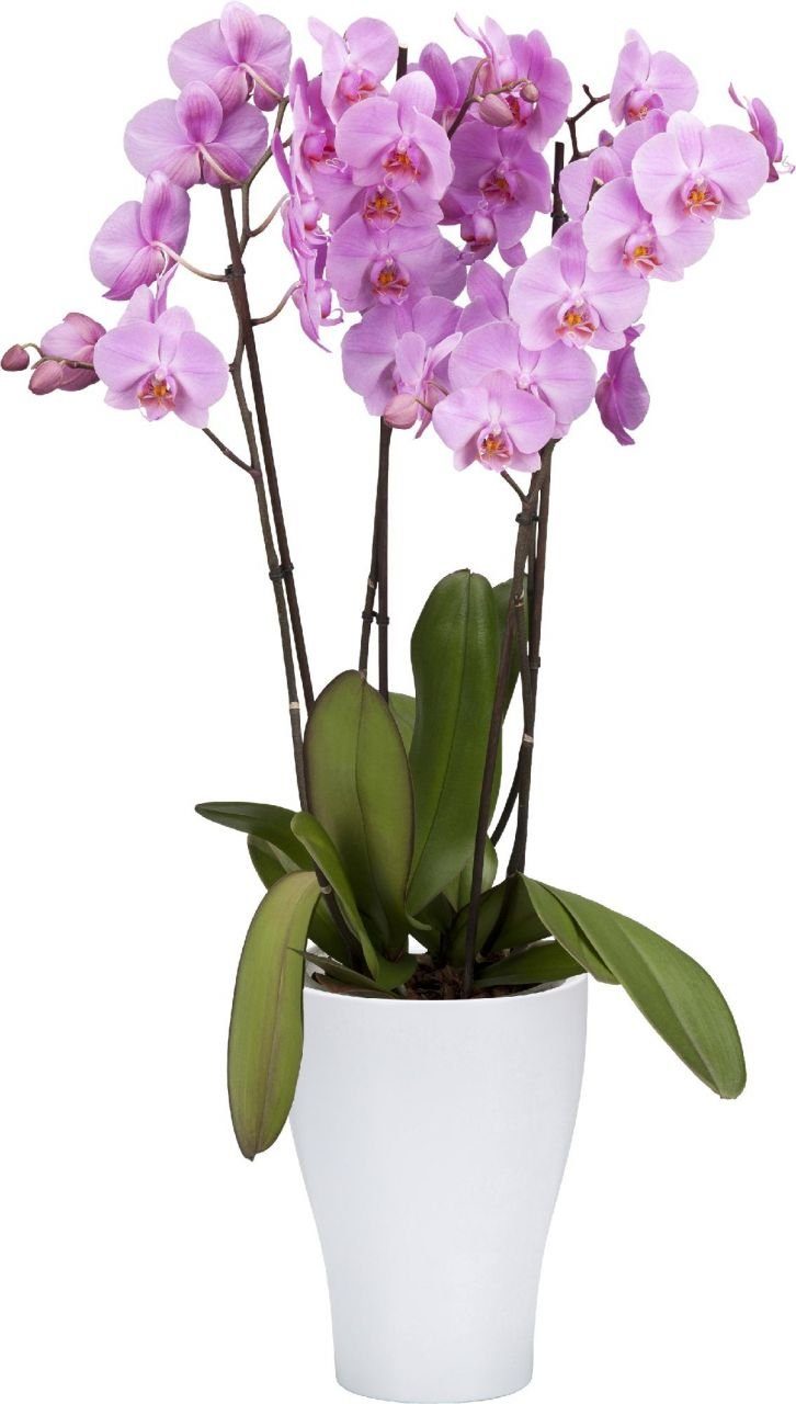 Scheurich Blumentopf Orchideengefäß cm Scheurich Ø weiß 13 608 Serie