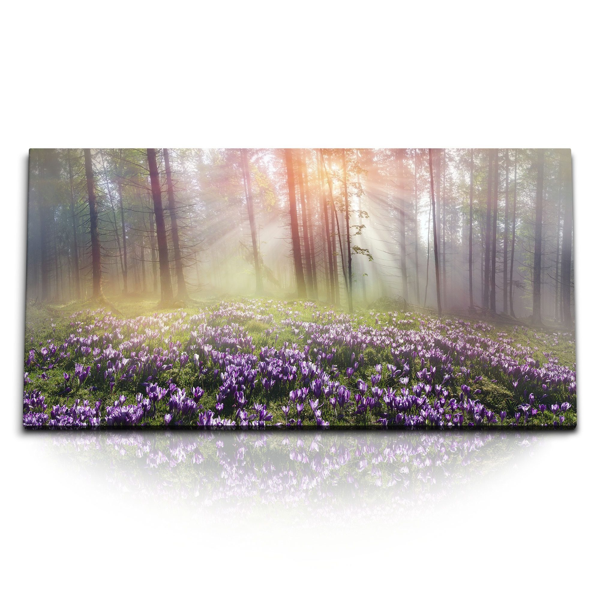 Leinwandbild Kunstdruck Bilder 120x60cm Wald Waldblumen Sonnenstrahl strahl Natur