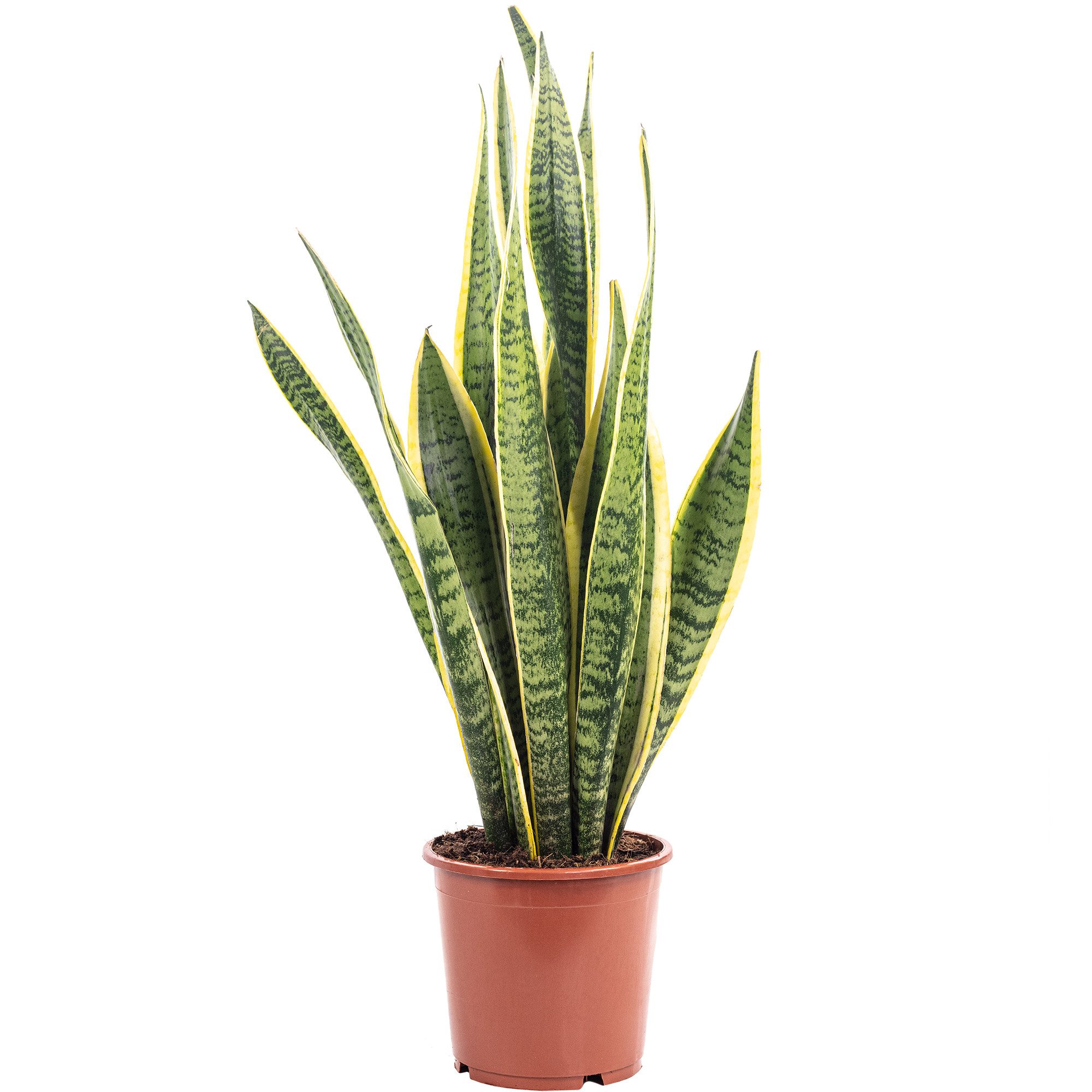 Flowerbox Zimmerpflanze Bogenhanf - Sansevieria trifasciata Laurentii, pfle günstig online kaufen