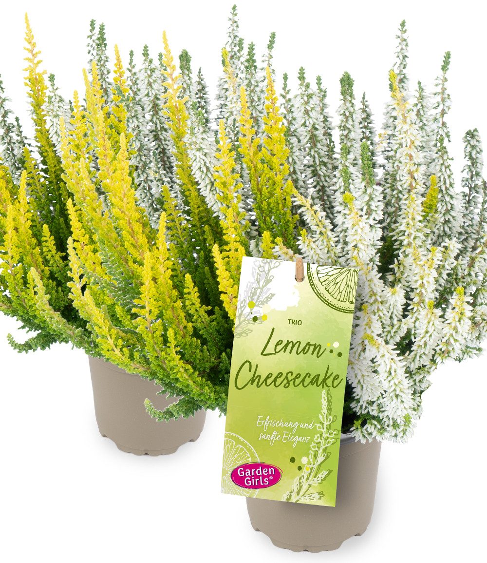 BALDUR Garten Staude 2er Calluna Knospenheide Trio 'Lemon Cheesecake', 2 St., Besenheide,winterhart, langblühend, farbintensiv, dreifarbig