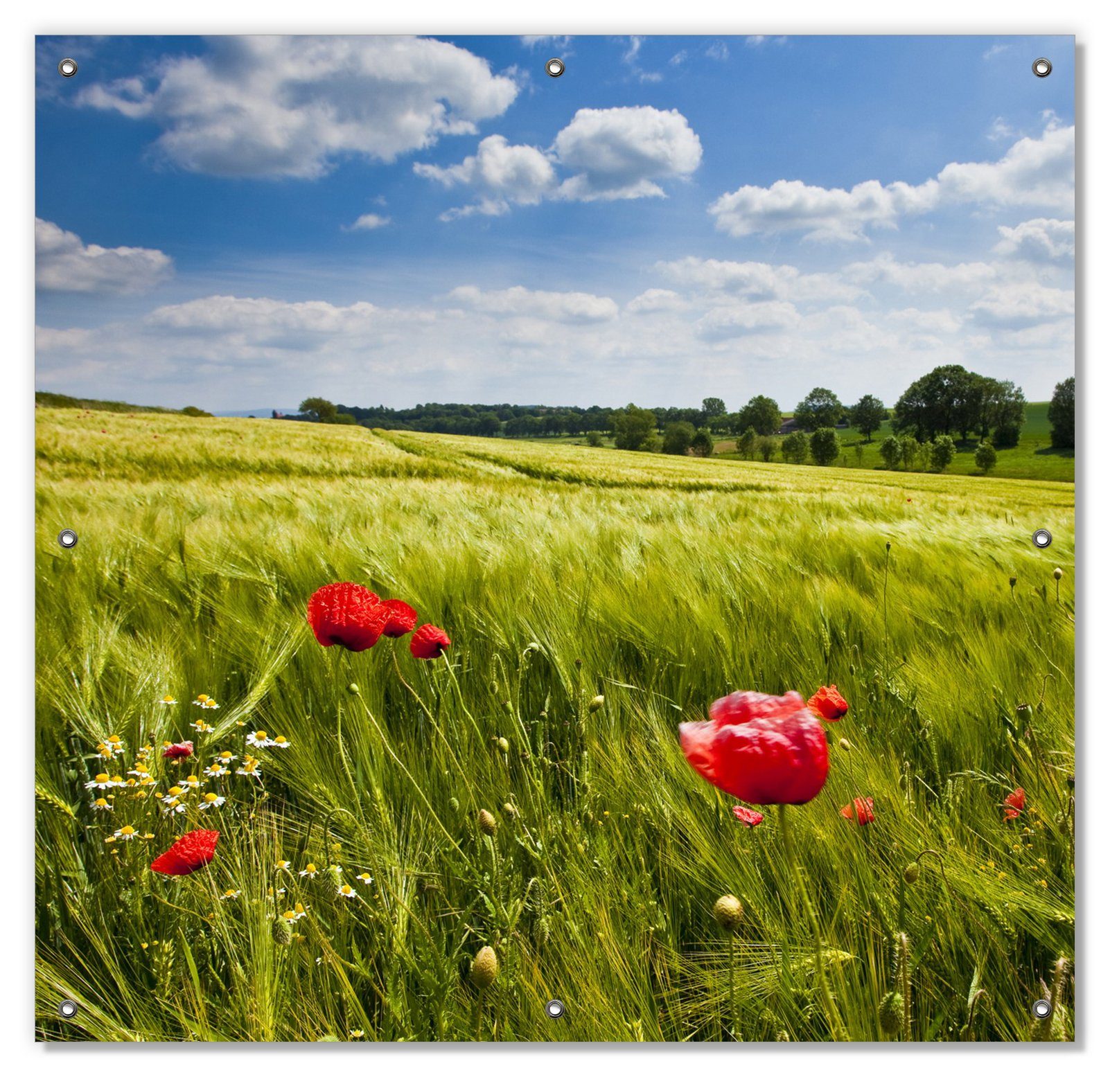 Sonnenschutz Mohnblumenwiese auf grüner Wiese unter blauem Himmel, Wallario, blickdicht, mit Saugnäpfen, wiederablösbar und wiederverwendbar