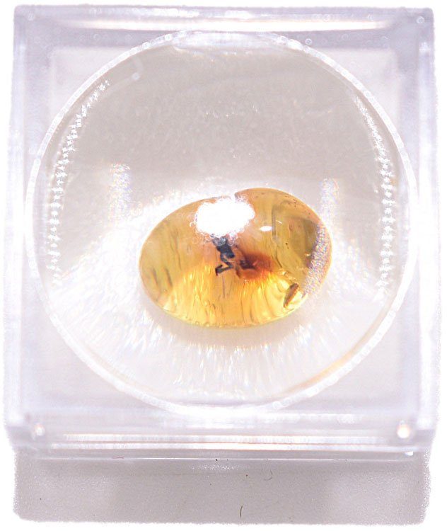 Firetti Dekofigur Schmuck Geschenk Farbstein Edelstein Bernstein mit Insekt, Lupe (2 St), mit Zirkonia (synth)