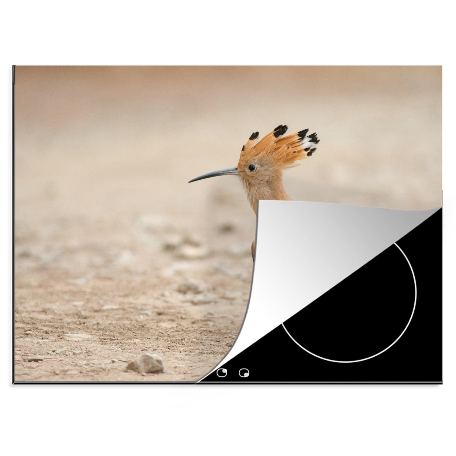 MuchoWow Herdblende-/Abdeckplatte Ein Wiedehopf ruht sich nach einem langen Flug auf dem Boden aus, Vinyl, (1 tlg), 70x52 cm, Mobile Arbeitsfläche nutzbar, Ceranfeldabdeckung